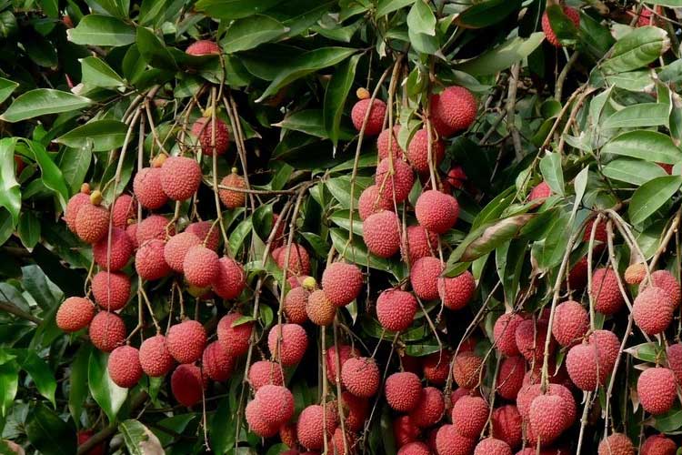 1532418140726540.jpg 荔枝.jpg