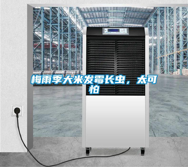 梅雨季大米發(fā)霉長(zhǎng)蟲(chóng)，太可怕