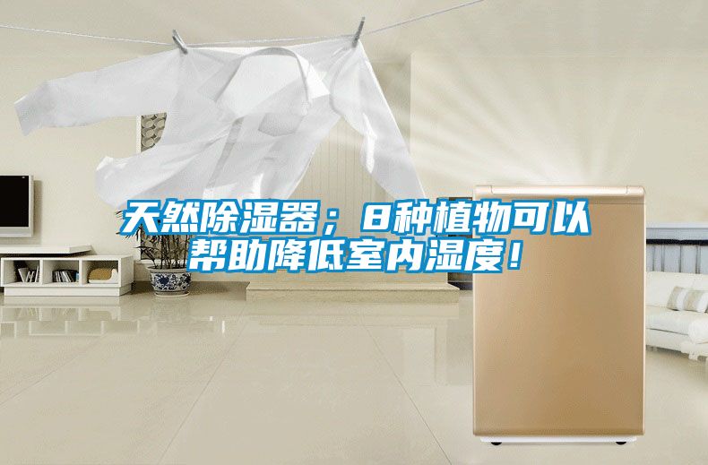 天然除濕器；8種植物可以幫助降低室內濕度！